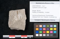 Foto (Objekt + Etikett) von Cystoseira communis Unger (NHMW-GEO-2024-0188-6635)